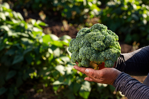 Broccoli head in the hands of a Colombian farmer