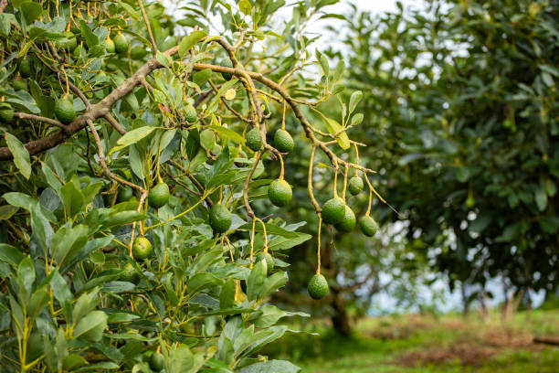 green ripe avocado fruits hanging on avocado tree plantation - persea americana - persea imagens e fotografias de stock