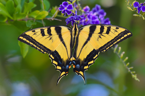 Bright yellow and blue Swallowtail Butterfly wings outstretched resting on purple flowering bush