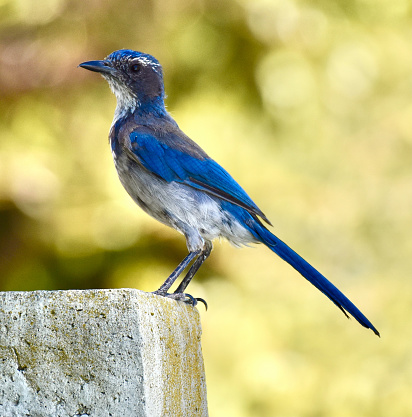Cute juvenile blue California Scrub Jay with incoming pin feathers