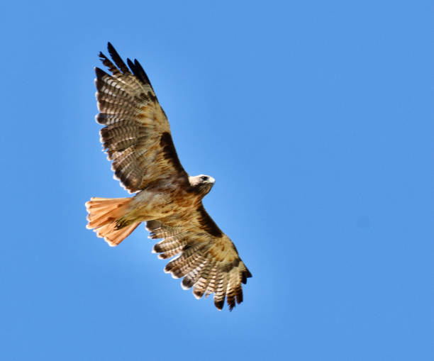 istock Large majestic Hawk flying in blue sky 1621668491