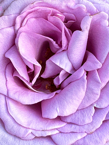 Stock photo showing close-up view of purple-pink rose growing outdoors in garden.