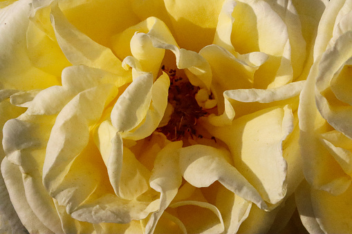 Stock photo showing close-up view of yellow rose growing outdoors in garden.