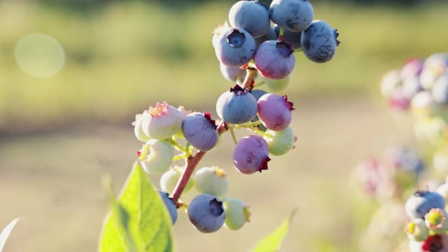 Fresh Organic Blueberries Growing on the Bush