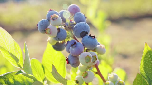 Fresh Organic Blueberries Growing on the Bush