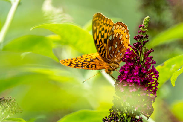 Great Spangled Fritillary butterfly feeding on a butterfly bush stock photo