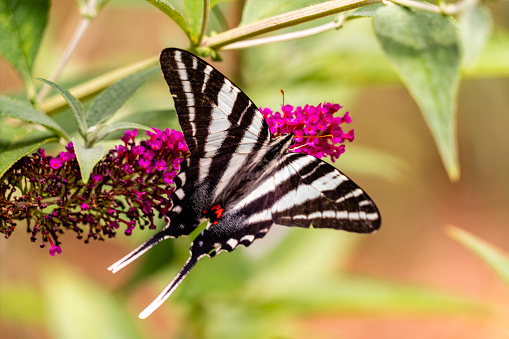 Zebra swallowtail feeding on a butterfly bush