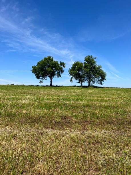 istock Trees in the countryside 1621701227