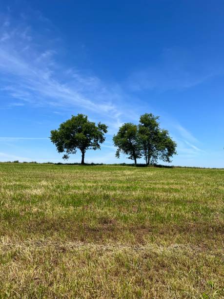 istock Trees in the countryside 1621701755