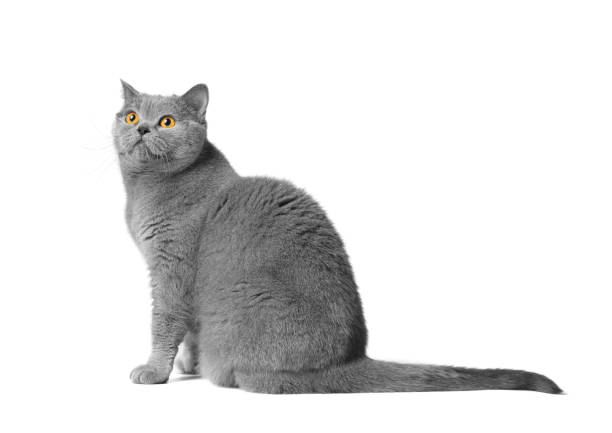 istock British shorthair cat sits on a white background. 1621705428