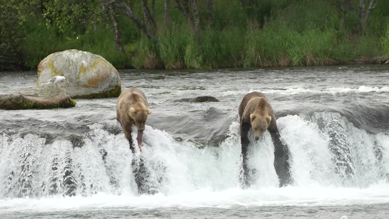 Brown Bear (#128 Grazer) catching a sockeye salmon at Brooks Falls, Alaska - Slow Motion.