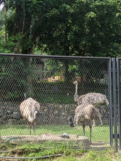 istock close up of birds at the forest 1621739360
