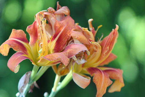 Native to southern Japan and southern China, lilium speciosum is an East Asian species of plants in lily family. Also called Japanese lily, the flowers are pink or white in color with pink specks, flowering in July,  August and September, with strong scent. \nIn Japan, it is listed as an endangered species.