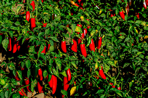 Close-up of jalapeno chili peppers ripening on plant.\n\nTaken in Gilroy, California, USA.