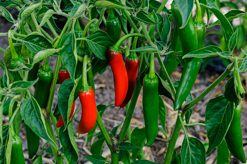 Close-up of jalapeno chili peppers ripening on plant.\n\nTaken in Gilroy, California, USA