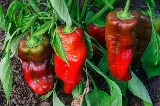 Close-up of red chili peppers ripening on plant\n\nTaken in Gilroy, California, USA.