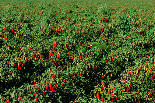 Field view of jalapeno chili peppers ripening on plant.\n\nTaken in Gilroy, California, USA.