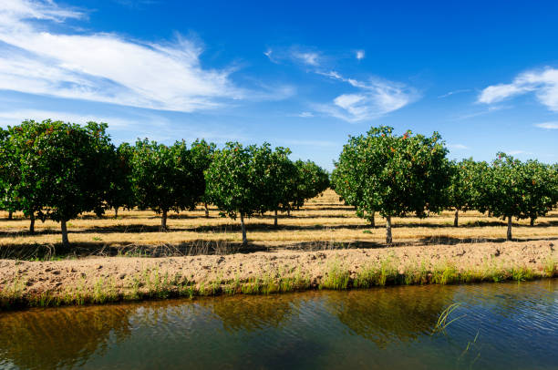 Ripening pistachio (Pistacia vera) nuts growing in clusters on a central California orchard, with irrigation canal in foreground.Taken in Fresno, California, USA