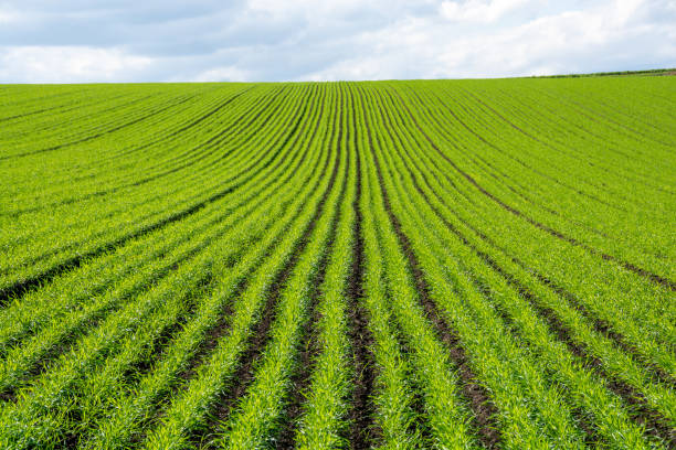 istock Autumn field of green wheat seedlings 1621762682