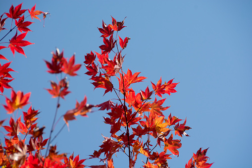 Red maple leaves and blue sky in autumn
