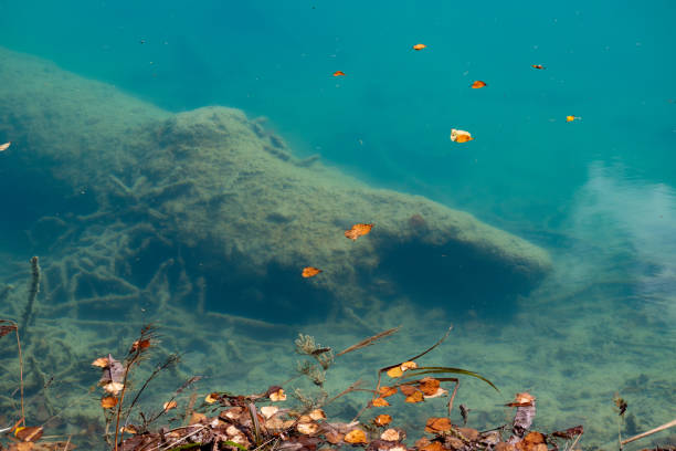 Old tree sinking to the bottom of the lake