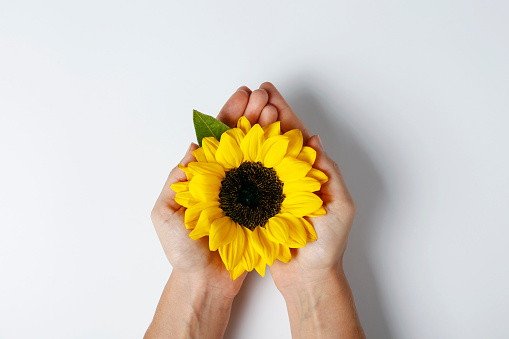 Cropped shot of young woman holding a single beautiful blossoming sunflower isolated on white background. Close up, copy space, top view.