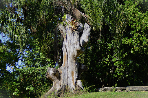 A dry log with bromeliad at Forte Defensor Perpétuo in Paraty in Rio de Janeiro
