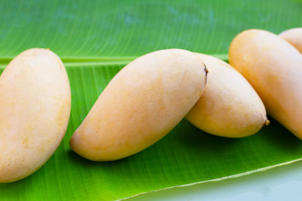 istock Ripe sweet yellow mango fruits 1621913059