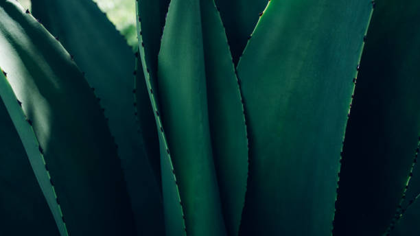 istock abstract green leaf texture, dark blue tone nature background. 1621925039