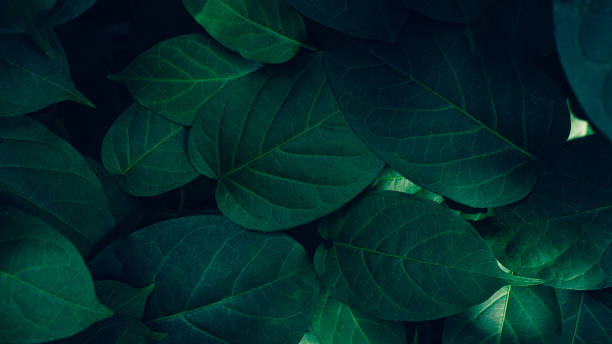 istock closeup nature view of tropical leaves background. 1621925583