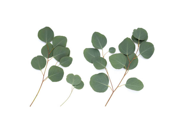 istock Green leaves of eucalyptus on white 1621981363
