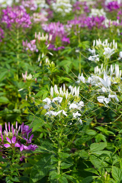 istock Cleome spinosa flower in the park 1621985061