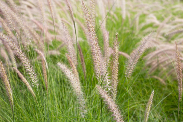 istock Fountain grass or pennisetum alopecuroides 1622002928