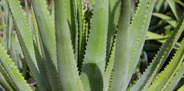Aloe Vera plant fresh green leaves