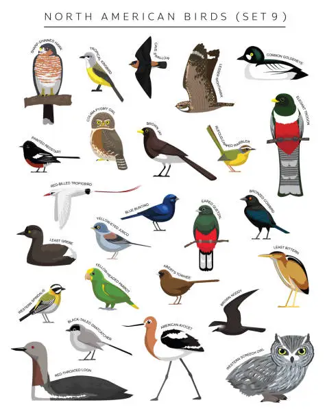 Vector illustration of North American Birds Set Cartoon Vector Character 9