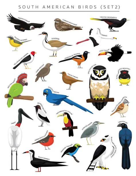 Vector illustration of South American Birds Set Cartoon Vector Character 2
