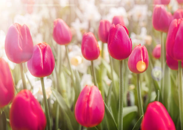 istock purple tulip flowers in sun light 1622044956