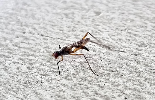 An Aedes japonicus mosquito rests on the  water surface from which it just emerged.