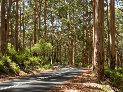 Country road in the Margaret River region surrounded by tall Karri trees