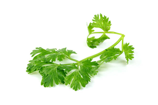 istock leaf Coriander or Cilantro isolated on white background ,Green leaves pattern 1622120861