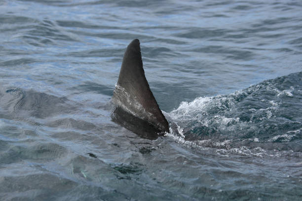 dorsal fin of great white shark, Carcharodon carcharias, False Bay, South Africa stock photo