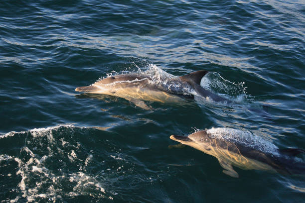 long-beaked common dolphins, Delphinus capensis, False Bay, South Africa