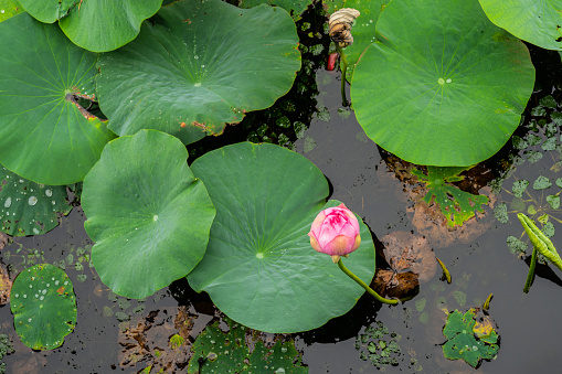 lotus leaves in water. Water drop on the lotus leaf. Selective focus.
