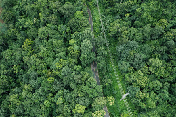 istock road in green forest after rain 1622151665
