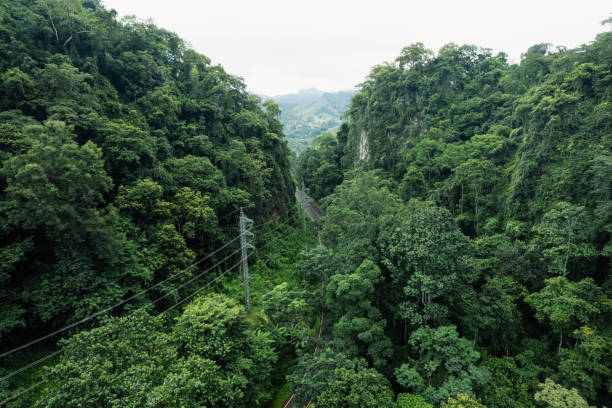 istock road in green forest after rain 1622151675
