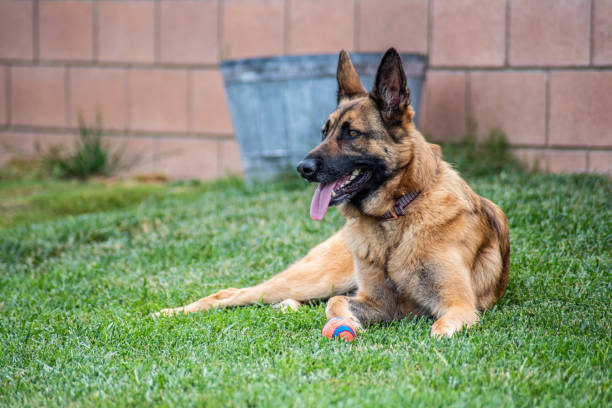 Happy German shepherd laying in the grass  after playing fetch