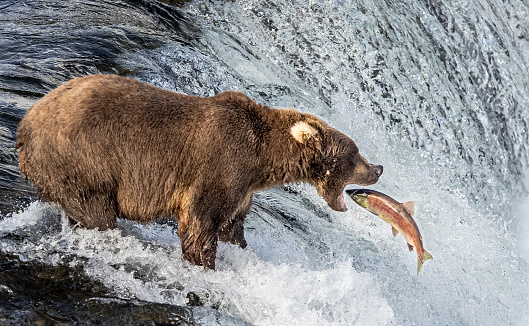 Bear 909 catching a fish on the falls in the brooks river.