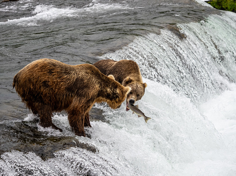 Bear catching a fish while the other watches