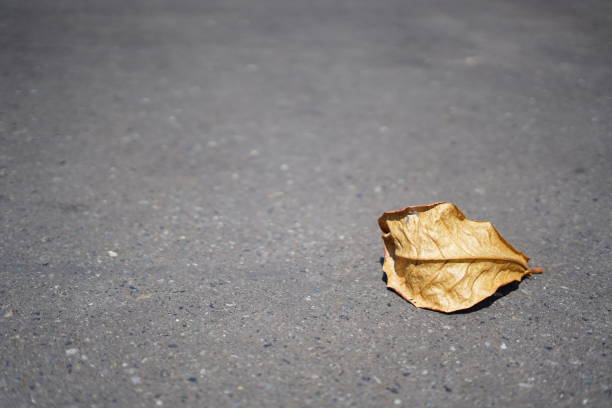 istock dry ketapang leaves on asphalt 1622168586