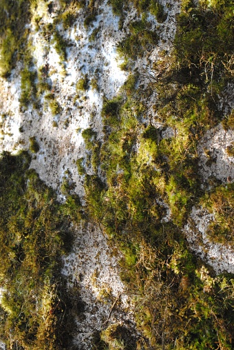 A moss-covered rock in a forest on a sunny day